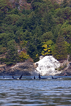 Excited whale watchers on shore see all three resident killer whale (Orcinus orca) pods off Lime Kiln lighthouse, San Juan Island, Washington State, USA