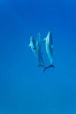 Hawaiian Spinner Dolphin pod (Stenella longirostris) underwater in Honolua Bay off the northwest coast of Maui, Hawaii, USA, Pacific Ocean