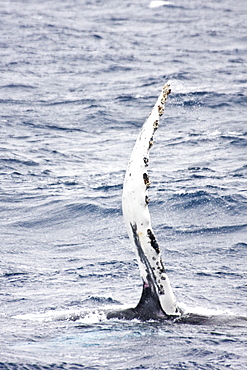 Mother and curious calf humpback whales (Megaptera novaeangliae) with third adult in Drake Passage