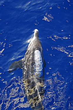 Adult rough-toothed dolphin (Steno bredanensis) bow riding the National Geographic Endeavour near Ascension Island. South Atlantic Ocean.