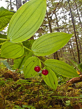 Clasping-leaved Twisted-stalk (Streptopus amplexifolius) Southeast Alaska, USA