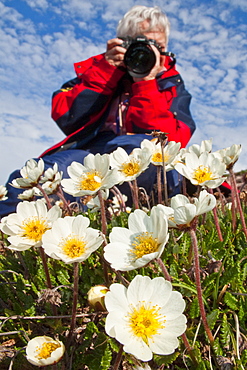 Guest from the Lindblad Expedition ship National Geographic Explorer photographing mountain avens (Dryas octopetala) on open tundra in Svalbard, Norway