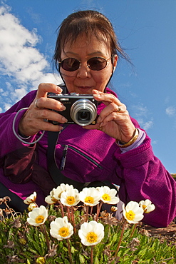 Guest from the Lindblad Expedition ship National Geographic Explorer photographing mountain avens (Dryas octopetala) on open tundra in Svalbard, Norway