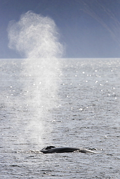 Adult Fin Whale (Balaenoptera physalus) surfacing in the lower Gulf of California (Sea of Cortez), Mexico.