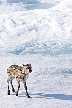 A stranded Svalbard reindeer fawn (Rangifer tarandus platyrhynchus) on ice floe at Monaco Glacier in Wood Fjord on Spitsbergen Island, Svalbard Archipelago, Norway