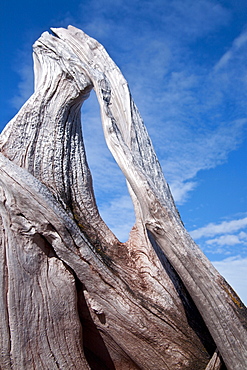 Scenic views of Woodfjord (driftwood detail) on the northern side of Spitsbergen in the Svalbard Archipelago of Norway. 