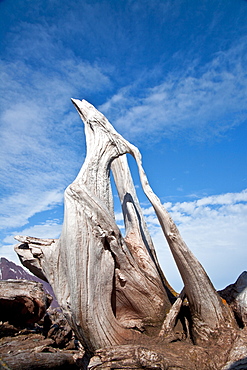 Scenic views of Woodfjord (driftwood detail) on the northern side of Spitsbergen in the Svalbard Archipelago of Norway. 