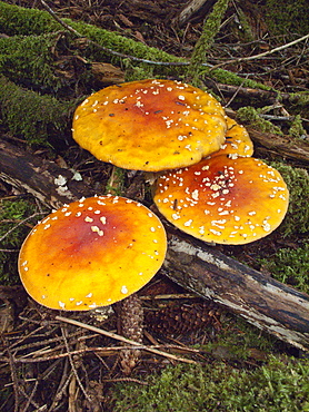 Fly Amanita (Amanita muscaria) on George Island in Southeast Alaska, USA, Pacific Ocean