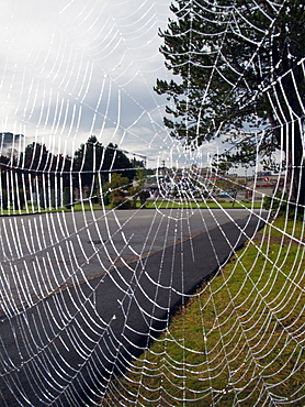 Spider web soaked in the morning dew in Prince Rupert, British Columbia, Canada.