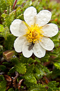 A close-up view of mountain avens (Dryas octopetala) on open tundra in Svalbard, Norway