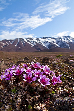 Scenic views of open tundra in the Svalbard Archipelago of Norway. 