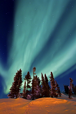 Aurora Borealis (Northern (Polar) Lights) over the boreal forest outside Yellowknife, Northwest Territories, Canada