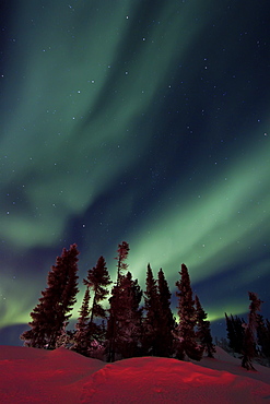 Aurora Borealis (Northern (Polar) Lights) over the boreal forest outside Yellowknife, Northwest Territories, Canada