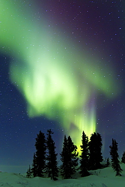 Aurora Borealis (Northern (Polar) Lights) over the boreal forest outside Yellowknife, Northwest Territories, Canada