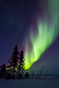 Aurora Borealis (Northern (Polar) Lights) over the boreal forest outside Yellowknife, Northwest Territories, Canada