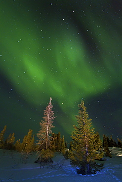 Aurora Borealis (Northern (Polar) Lights) over the boreal forest outside Yellowknife, Northwest Territories, Canada