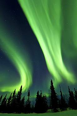 Aurora Borealis (Northern (Polar) Lights) over the boreal forest outside Yellowknife, Northwest Territories, Canada