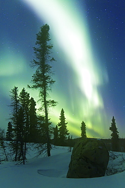 Aurora Borealis (Northern (Polar) Lights) over the boreal forest outside Yellowknife, Northwest Territories, Canada