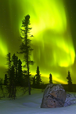 Aurora Borealis (Northern (Polar) Lights) over the boreal forest outside Yellowknife, Northwest Territories, Canada