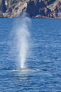 Adult blue whale (Balaenoptera musculus) surfacing in the southern Gulf of California (Sea of Cortez), Baja California Sur, Mexico