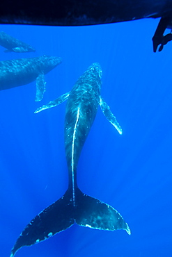 A curious cow calf and escort humpback whale (Megaptera novaeangliae) approach the boat underwater in the AuAu Channel, Hawaii, USA, Pacific Ocean