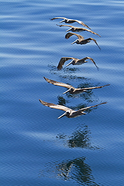 Adult brown pelicans (Pelecanus occidentalis) in formation in the Gulf of California (Sea of Cortez), Baja California Norte, Mexico.