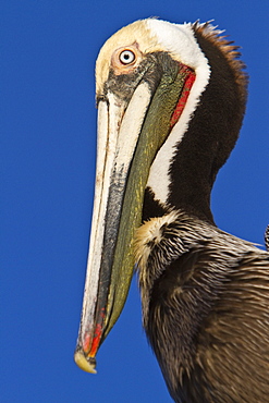 Adult brown pelican (Pelecanus occidentalis) gathering at the docks in the fishing town of San Carlos on the Pacific side of  Baja California Norte, Mexico, Pacific Ocean.