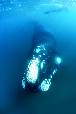 Adult Southern Right Whale (Eubalaena australis) underwater in Golfo Nuevo, Patagonia, Argentina. Southern Atlantic Ocean.
(Resolution Restricted - pls contact us)