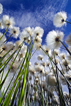 A large stand of Arctic cotton (Eriophorum callitrix) in Denali National Park, Alsaka, USA