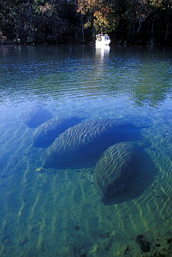 West Indian Manatee (Trichechus manatus) herd at rest in the early morning in Homosassa Springs, Florida, USA.