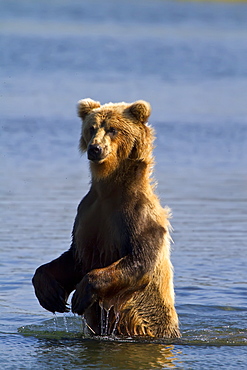 Adult brown bear (Ursus arctos) foraging for salmon at the Brooks River in Katmai National Park near Bristol Bay, Alaska, USA, Pacific Ocean