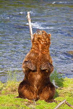 Adult brown bear (Ursus arctos) scratching its back on a tree at the Brooks River in Katmai National Park near Bristol Bay, Alaska, USA. Pacific Ocean