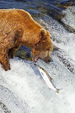 Adult brown bear (Ursus arctos) foraging for salmon at the Brooks River in Katmai National Park near Bristol Bay, Alaska, USA, Pacific Ocean