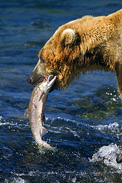 Adult brown bear (Ursus arctos) foraging for salmon at the Brooks River in Katmai National Park near Bristol Bay, Alaska, USA, Pacific Ocean