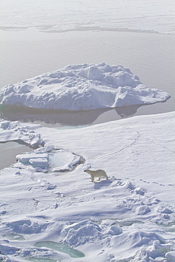 A curious young polar bear (Ursus maritimus) approaches the National Geographic Explorer, Spitsbergen, Norway