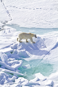 A curious young polar bear (Ursus maritimus) approaches the National Geographic Explorer, Spitsbergen, Norway