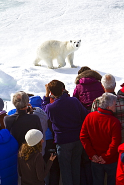 A curious young polar bear (Ursus maritimus) approaches the National Geographic Explorer, Spitsbergen, Norway