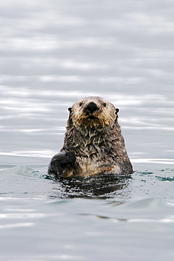 Adult sea otter (Enhydra lutris kenyoni) off Boulder Island in Glacier Bay National Park, southeastern Alaska, USA. Pacific Ocean