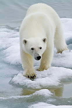 A curious young polar bear (Ursus maritimus) approaches the National Geographic Explorer in Woodfjorden, Spitsbergen, Svalbard Archipelago, Norway