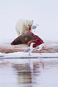 A younger polar bear (Ursus maritimus) scavenging a fresh bearded seal kill, Monacobreen Glacier, Spitsbergen, Norway