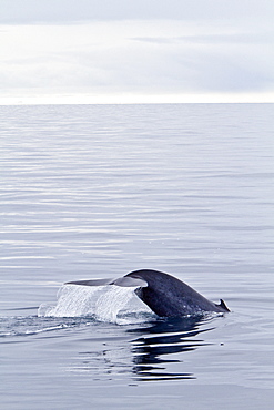 A rare sighting of an adult blue Whale (Balaenoptera musculus) sub-surface, Spitsbergen, Norway