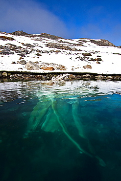 Adult fin whale (Balaenoptera physalus) carcass in Holmabukta off the northwest side of Spitsbergen in the Svalbard Archipelago, Norway