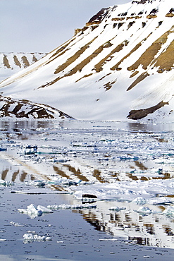 Adult bearded seal (Erignathus barbatus) hauled out on the ice in the Svalbard Archipelago, Norway