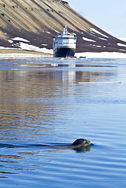 Adult bearded seal (Erignathus barbatus) swimming amongst the ice in the Svalbard Archipelago, Norway