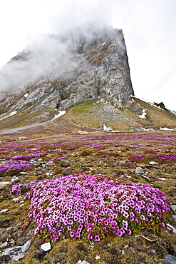 Views purple saxifrage in bloom at the base of Gn?lodden cliff in Hornsund, Norway