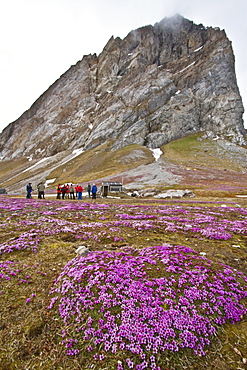 Views purple saxifrage in bloom at the base of Guenlodden cliff in Hornsund, Norway