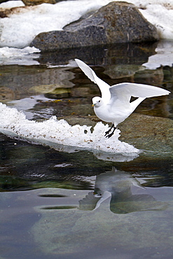 An adult ivory gull (Pagophila eburnea) on ice near Monaco Glacier on the north side of Spitsbergen in the Svalbard Archipelago, Norway