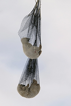 Tranquilized Polar Bears, Ursus maritimus, being transferred by helicopter near Churchill, northern Manitoba, Hudson Bay, Canada