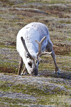 Adult Svalbard reindeer (Rangifer tarandus platyrhynchus) grazing within the town limits of Longyearbyen on Spitsbergen in the Svalbard Archipelago, Norway