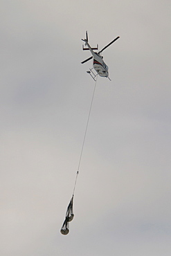 Tranquilized Polar Bears, Ursus maritimus, being transferred by helicopter near Churchill, northern Manitoba, Hudson Bay, Canada